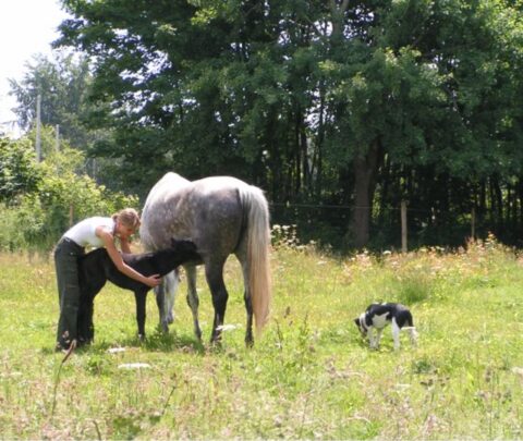 EquiSmile - Services spécialisés en dentisterie équine et en suivis comportementaux, alliant rigueur vétérinaire, sensibilité du terrain et respect du cheval dans son individualité